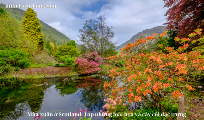 Read more about the article Mùa xuân ở Scotland: Top những loài hoa và cây cối đặc trưng